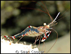 Cave cleaner shrimp. by Sean Cooper 